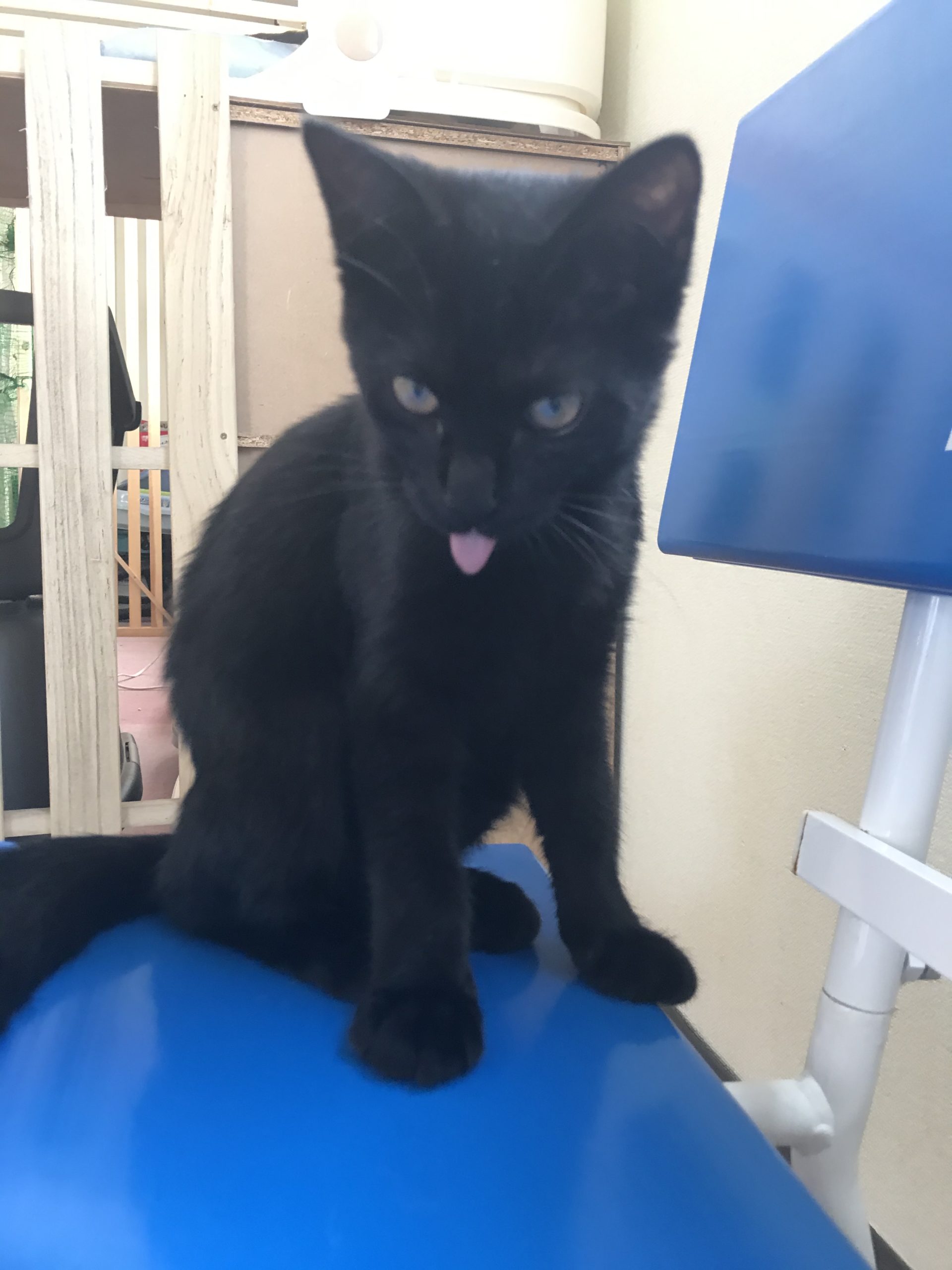 和風猫本舗お世話報告部隊🐱
