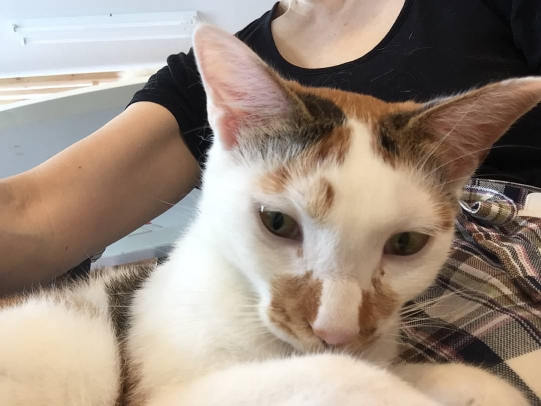 和風猫本舗お世話報告部隊🐱