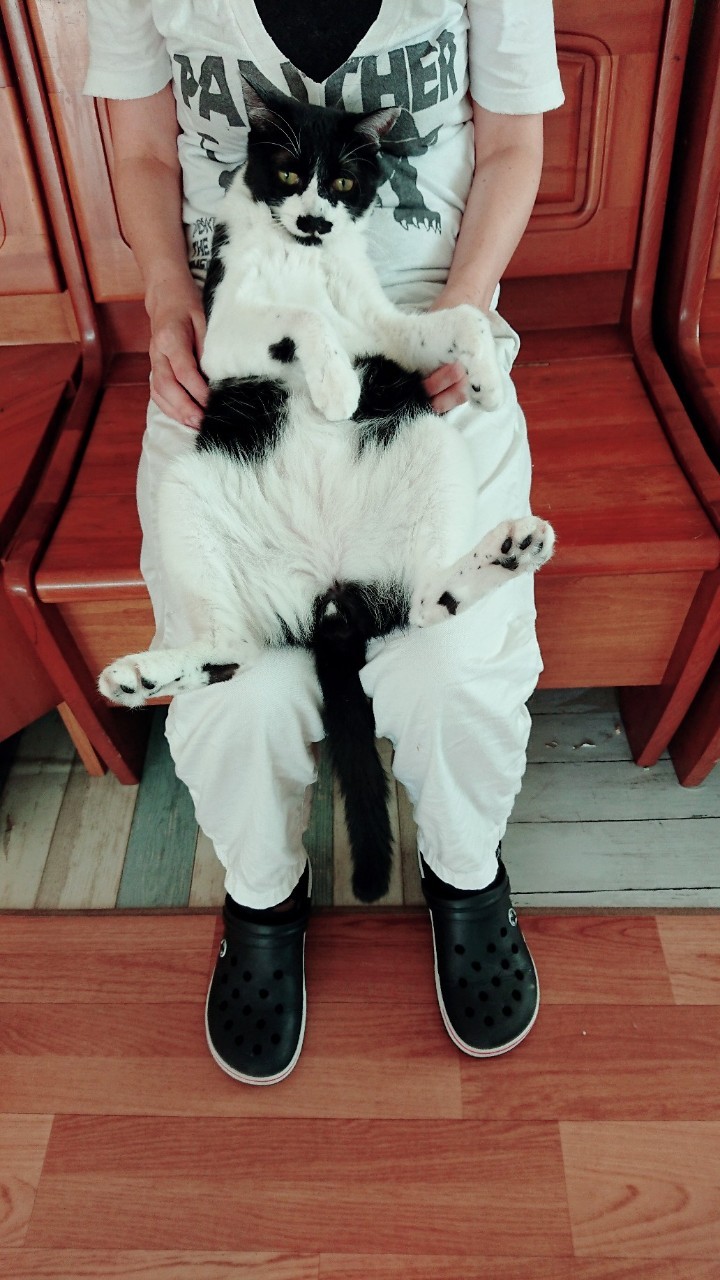 和風猫本舗お世話報告部隊🐱