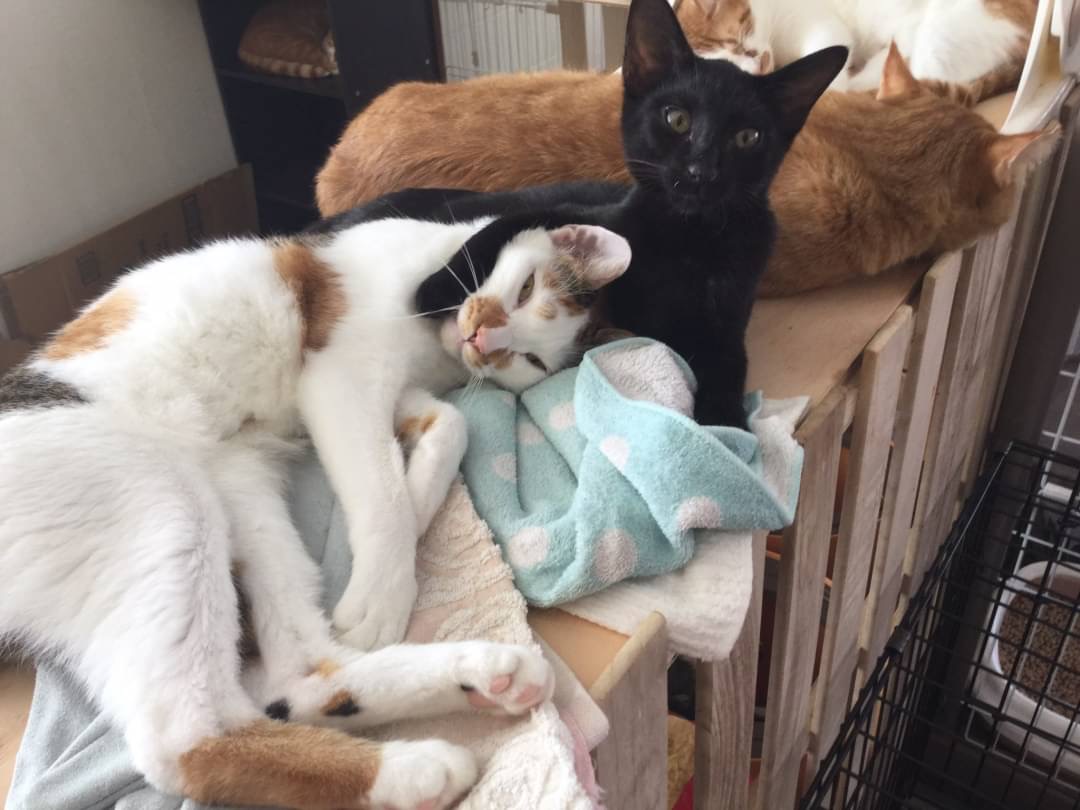 和風猫本舗お世話報告部隊🐱
