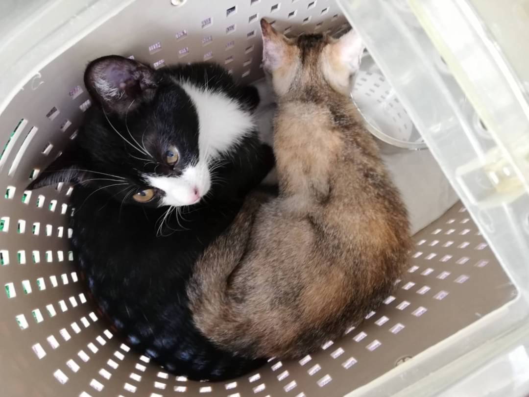 和風猫本舗お世話報告部隊🐱