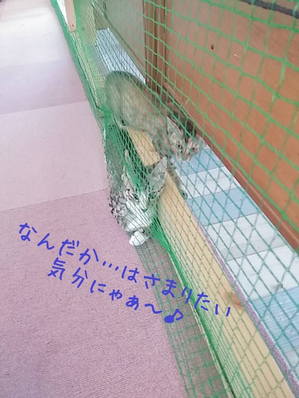 和風猫本舗お世話報告部隊🐱