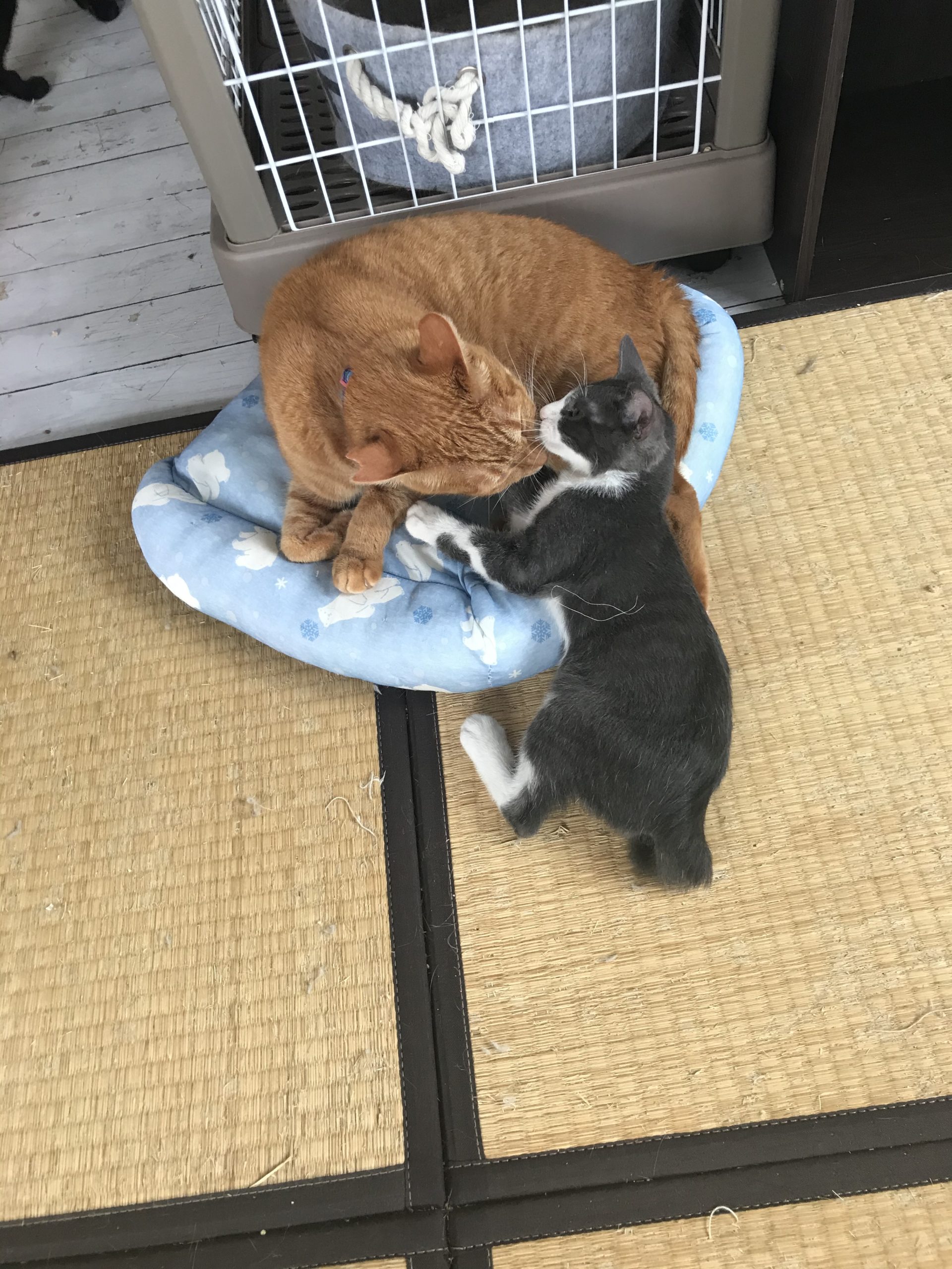 和風猫本舗お世話報告部隊🐱