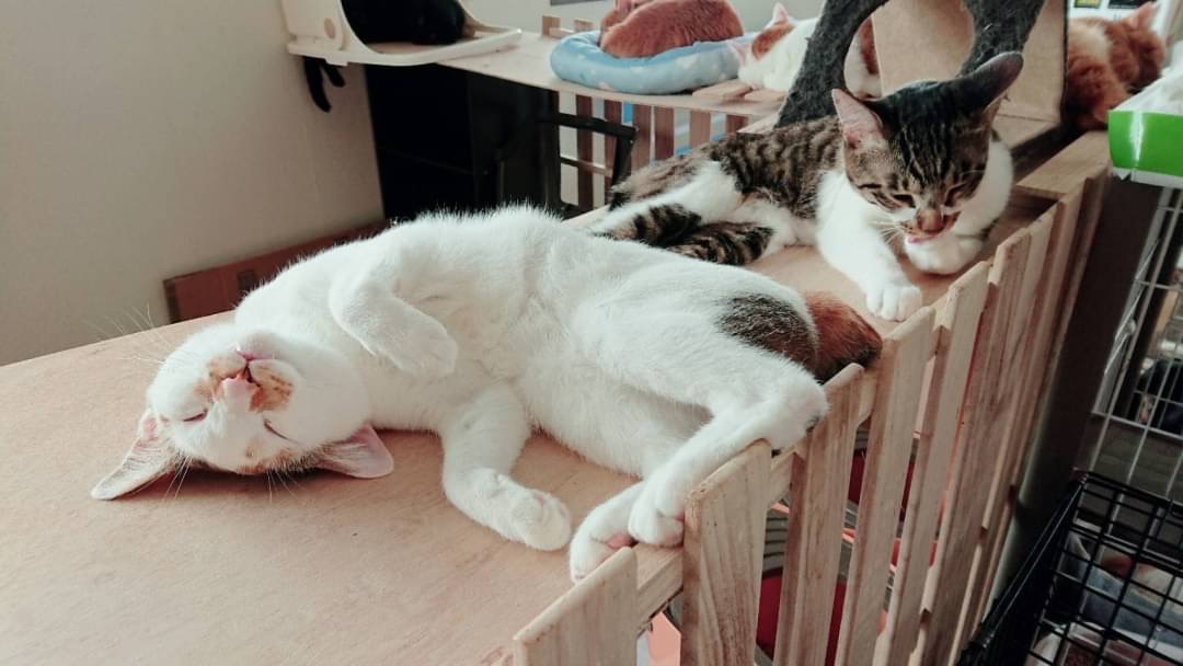 和風猫本舗お世話報告部隊🐱