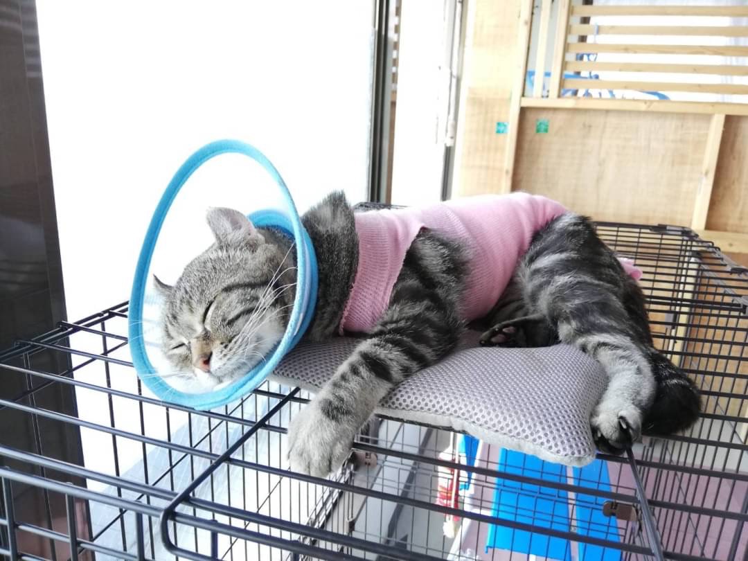 和風猫本舗お世話報告部隊🐱
