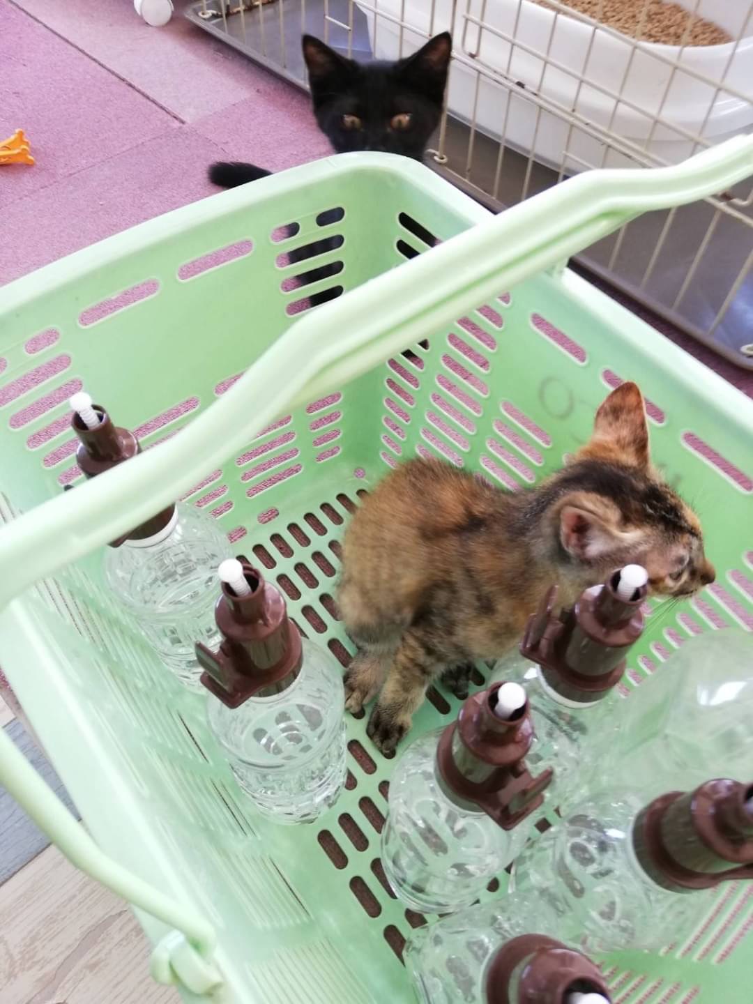 和風猫本舗お世話報告部隊🐱