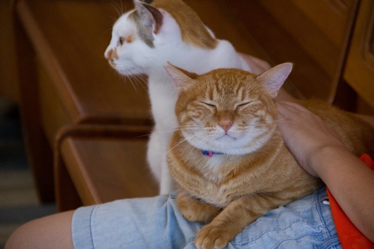 和風猫本舗お世話報告部隊🐱