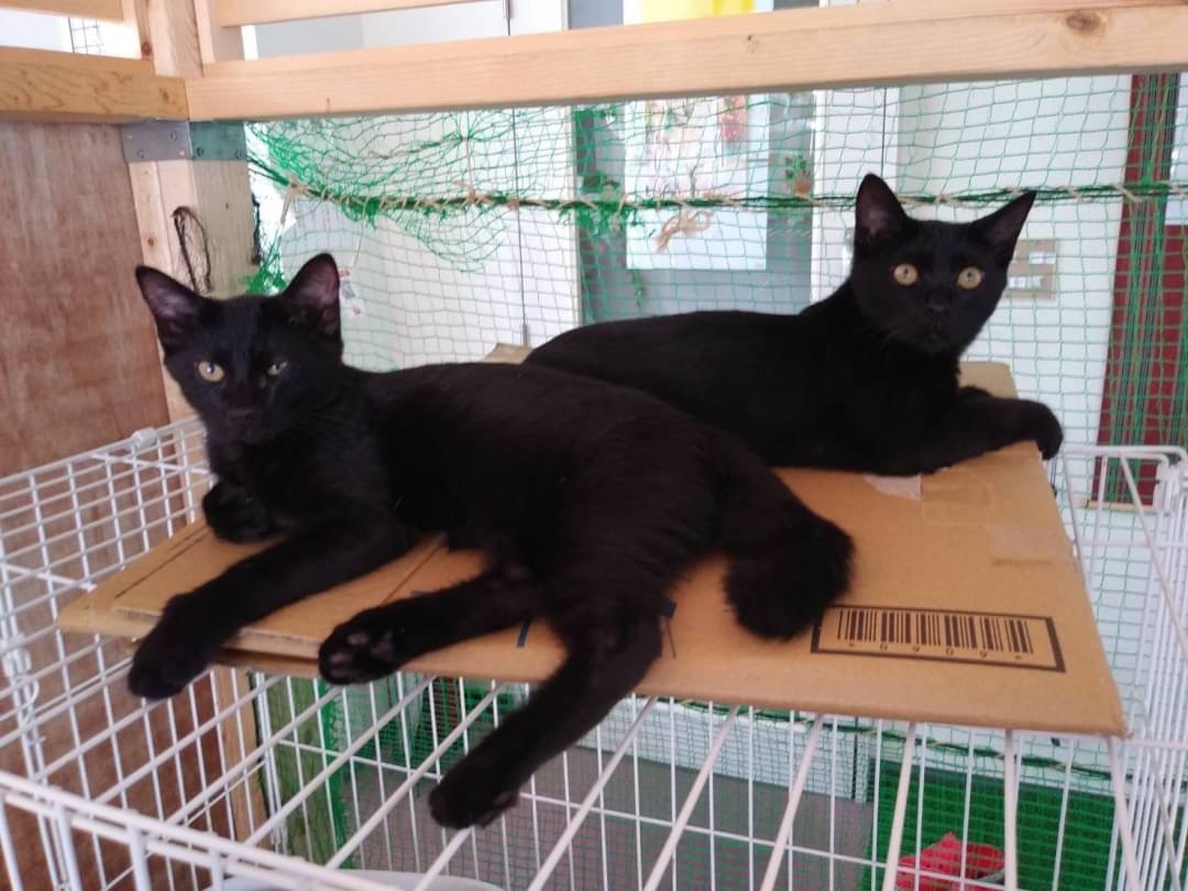 【画像多】和風猫本舗お世話報告部隊🐱