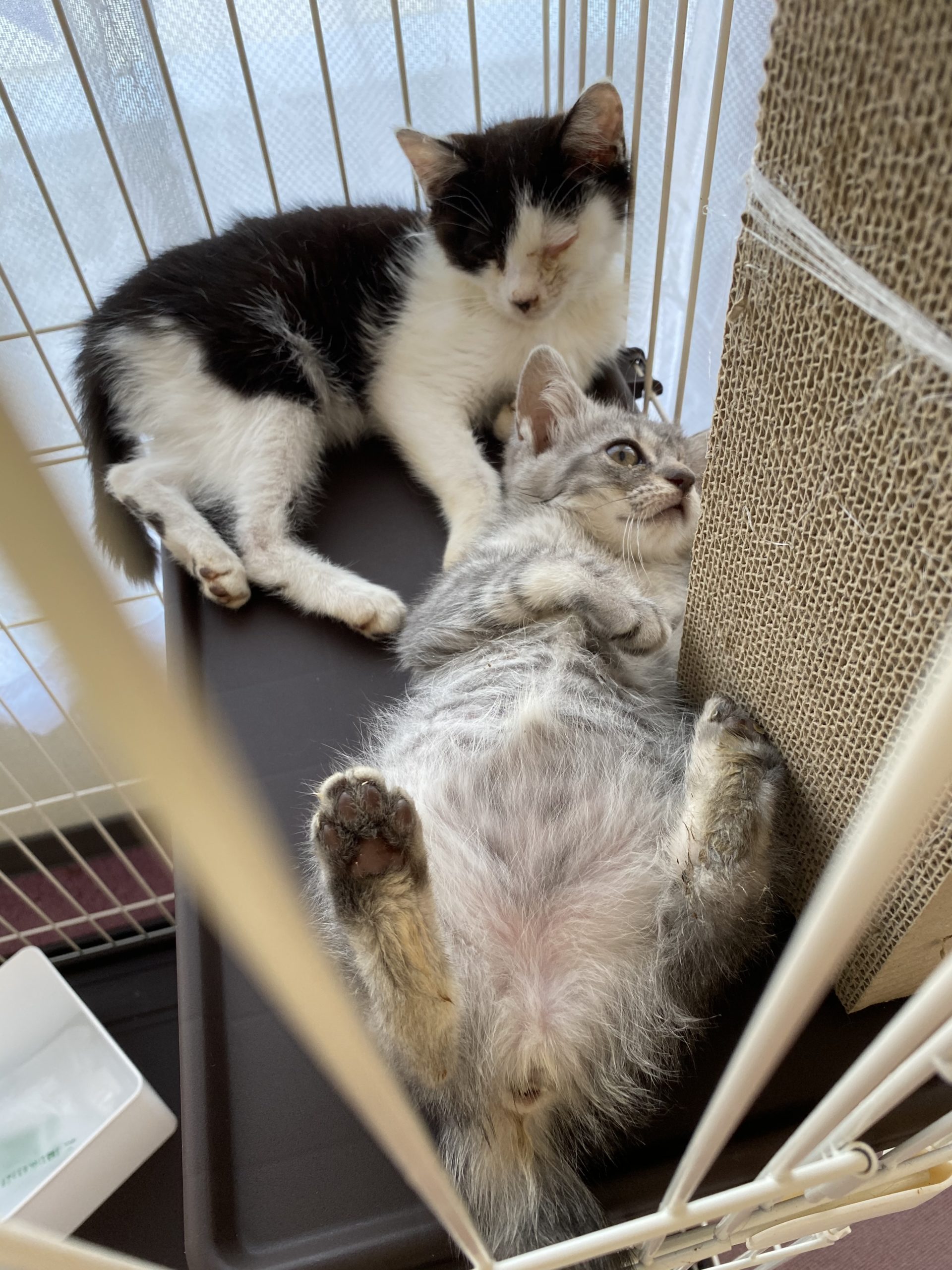 【画像多】和風猫本舗お世話報告部隊🐱