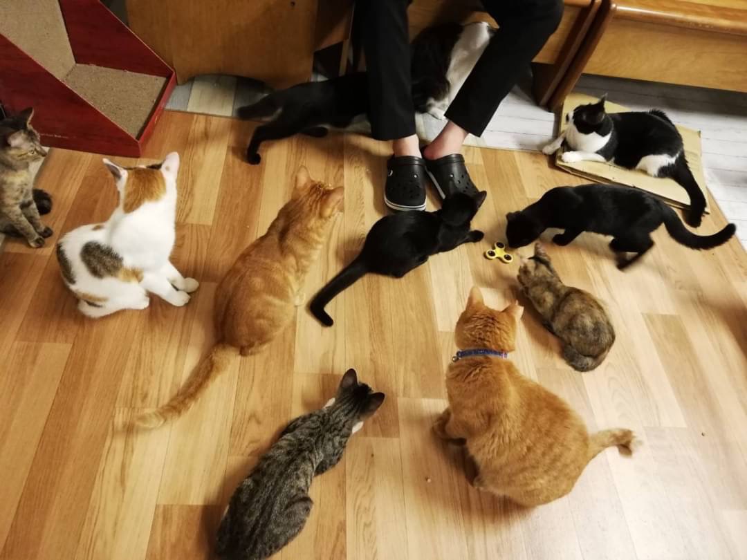 【長編】和風猫本舗お世話報告🐱