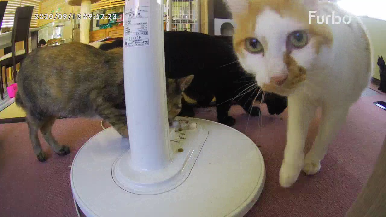 【惨劇が起き画像無】和風猫本舗お世話報告🐱