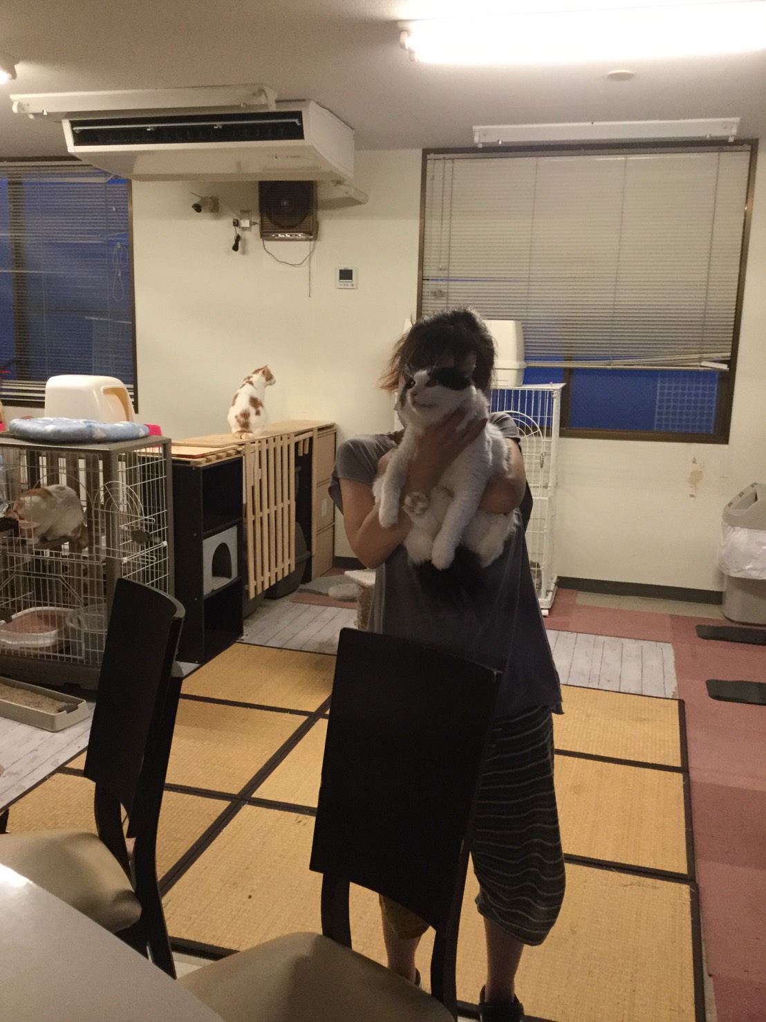 和風猫本舗お世話報告🐱