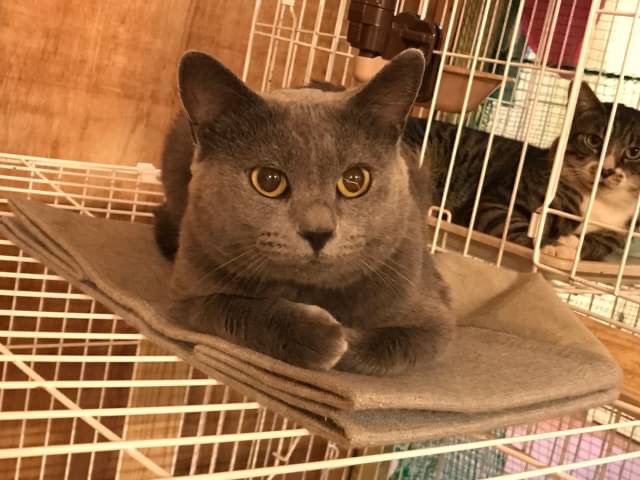 和風猫本舗お世話報告🐱