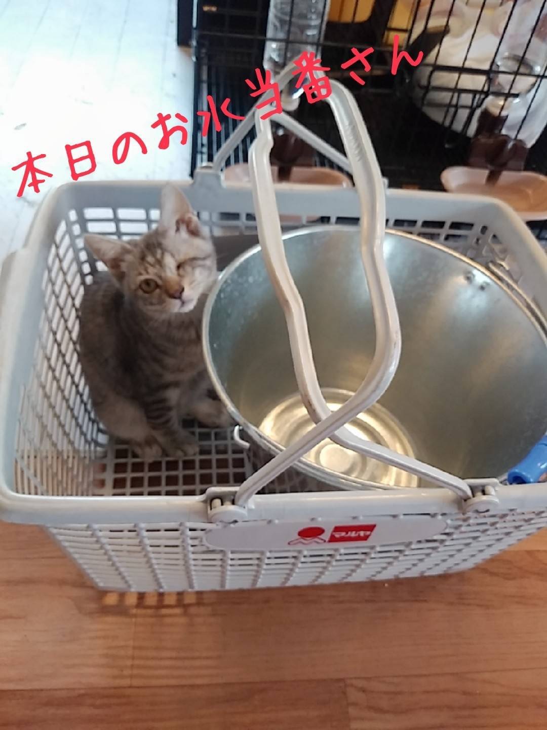 和風猫本舗お世話報告🐱