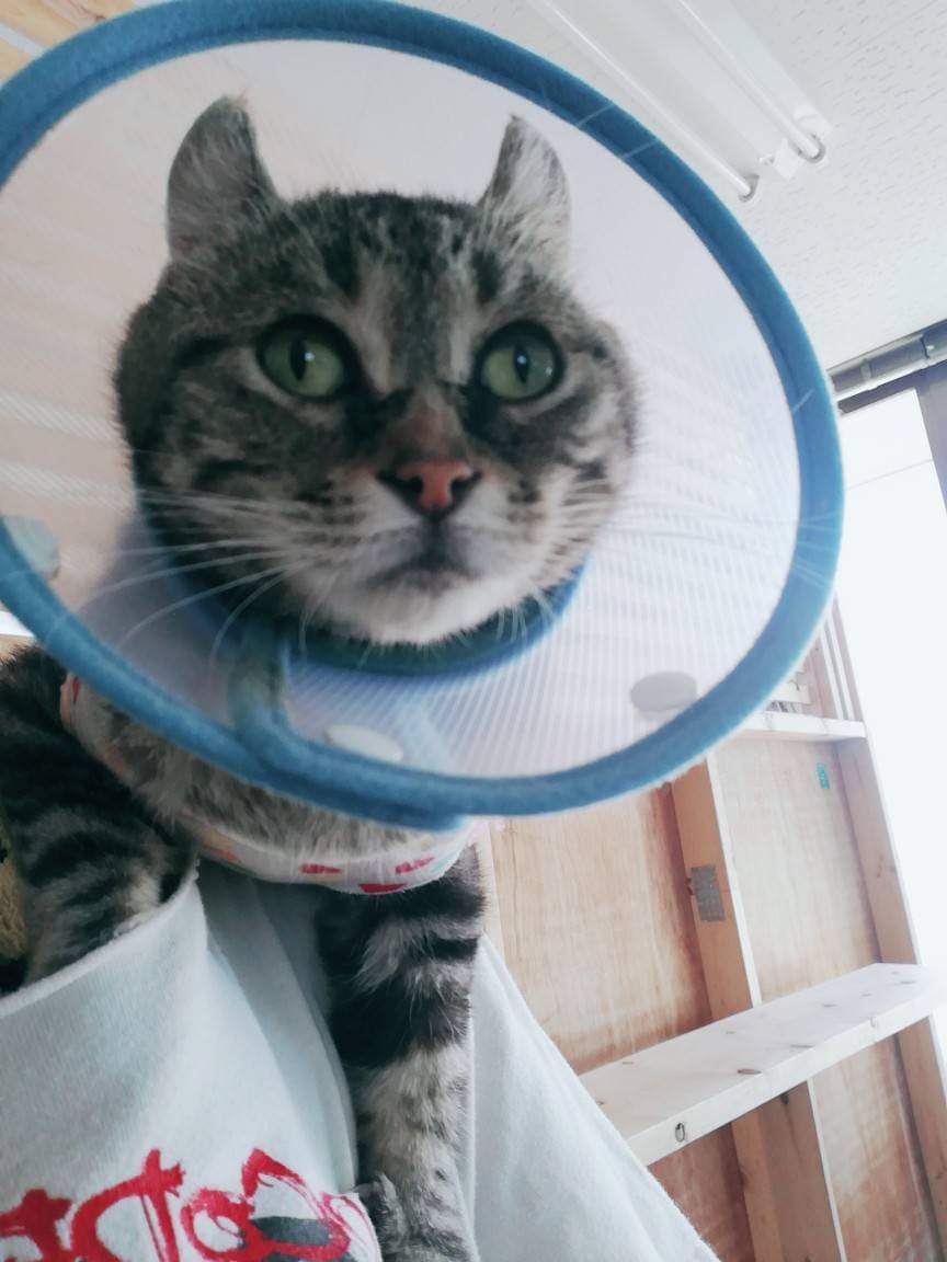 和風猫本舗お世話報告部隊🐱