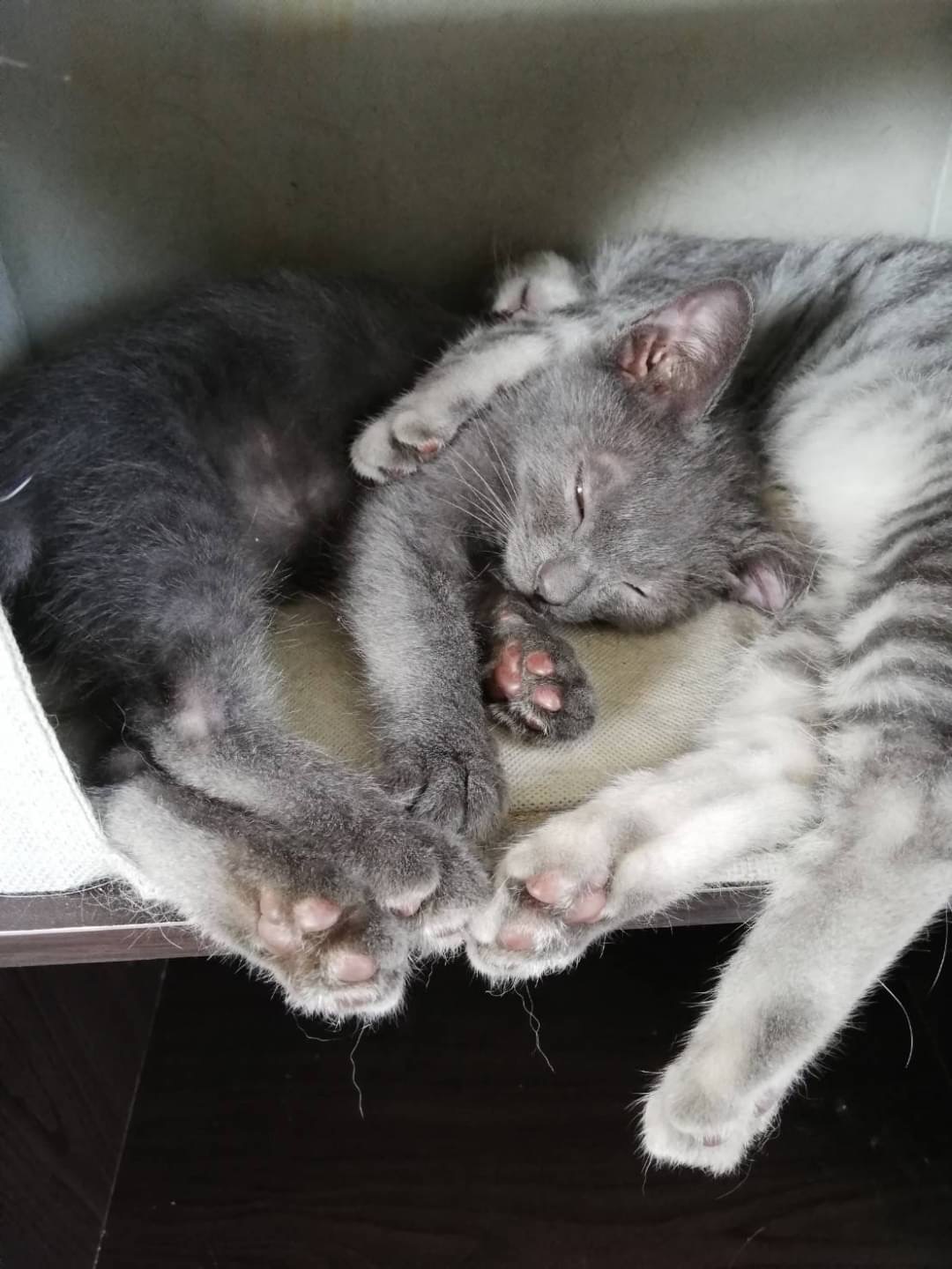和風猫本舗お世話報告🐱