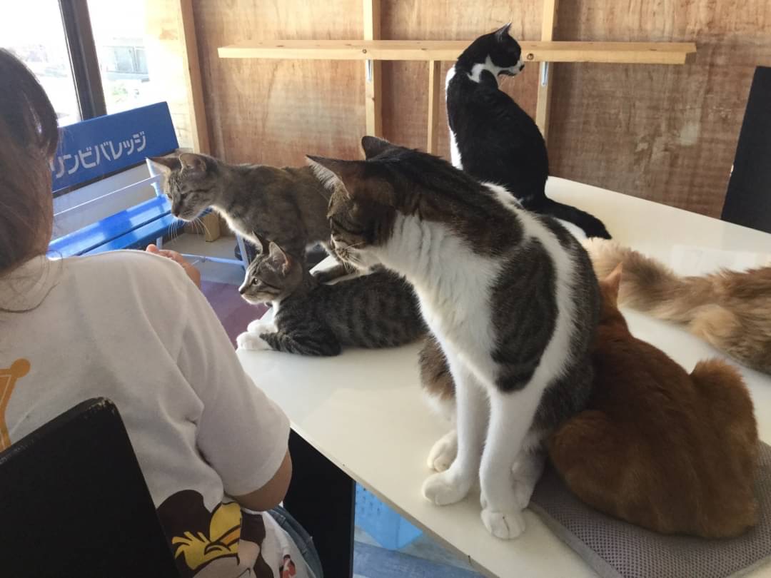 和風猫本舗お世話報告部隊🐱