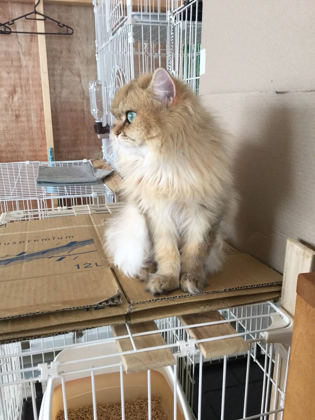 和風猫本舗お世話報告🐱