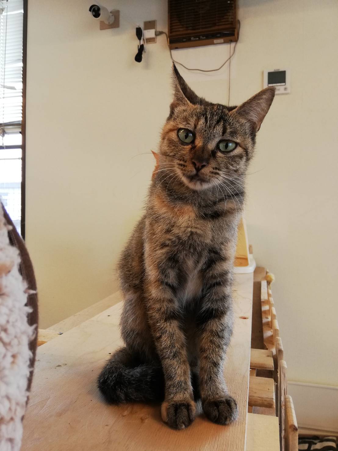 【店長】和風猫本舗お世話報告🐱【ナウシカごっこ】