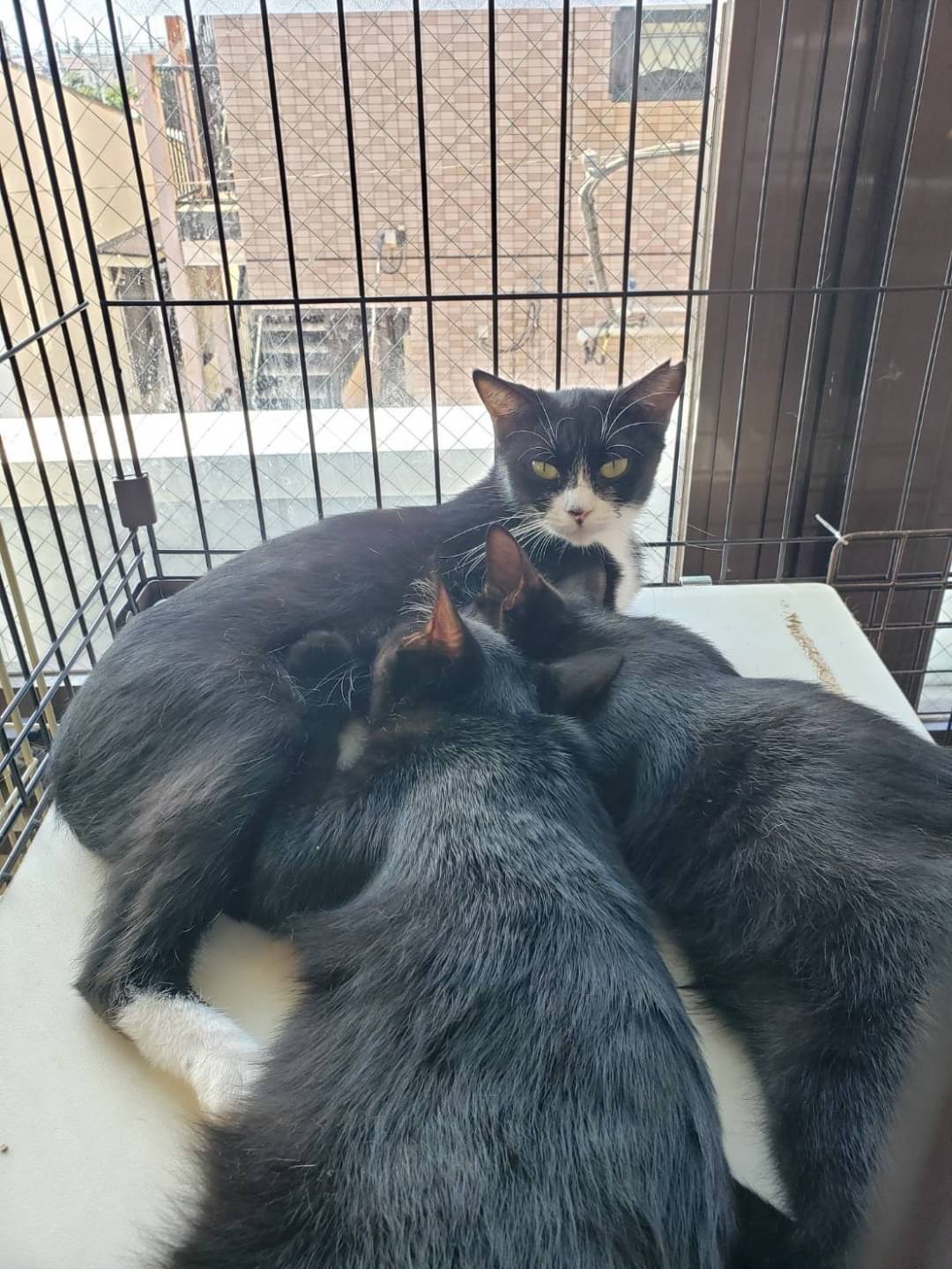 和風猫本舗お世話報告🐱