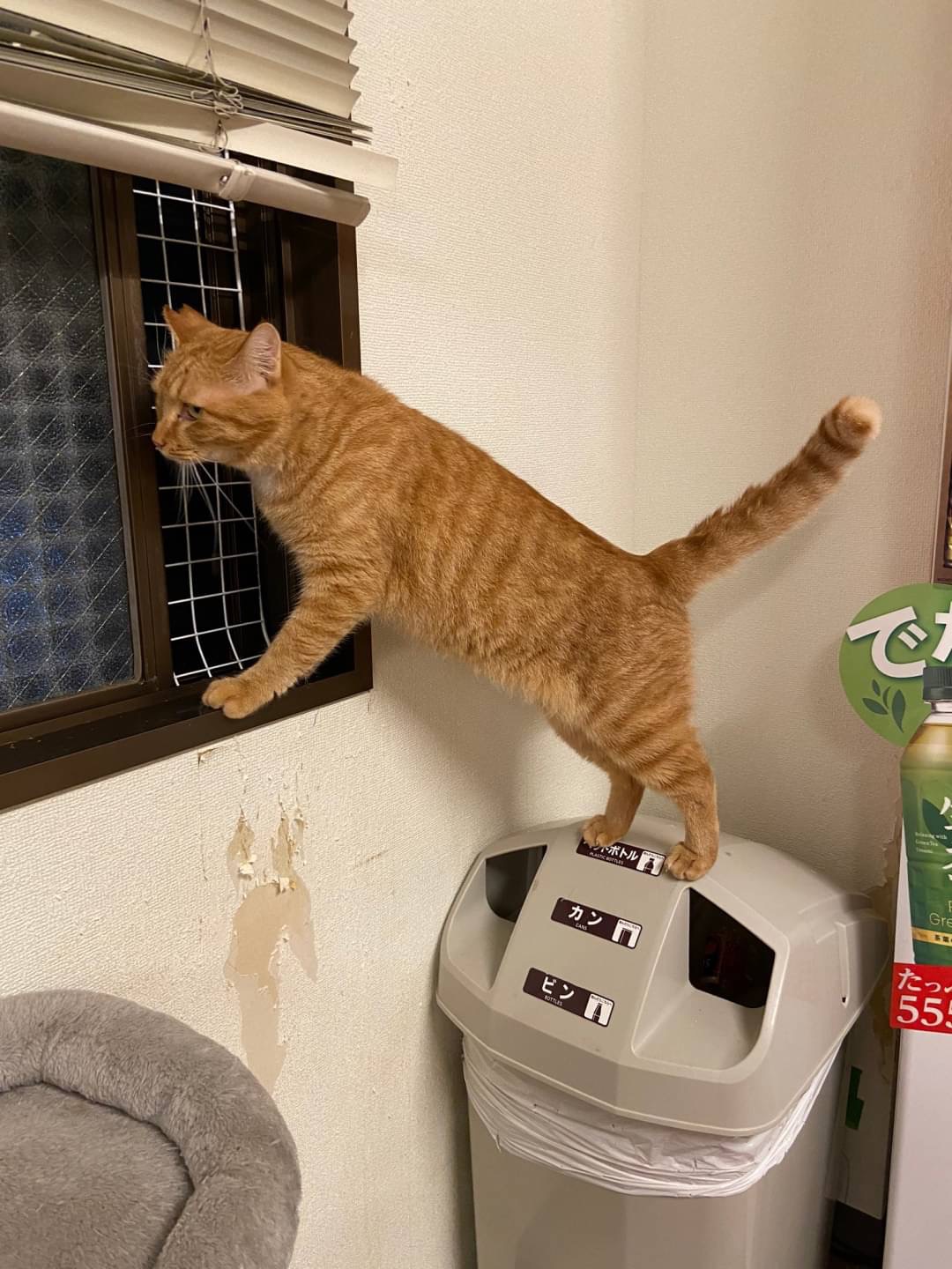 和風猫本舗お世話報告🐱