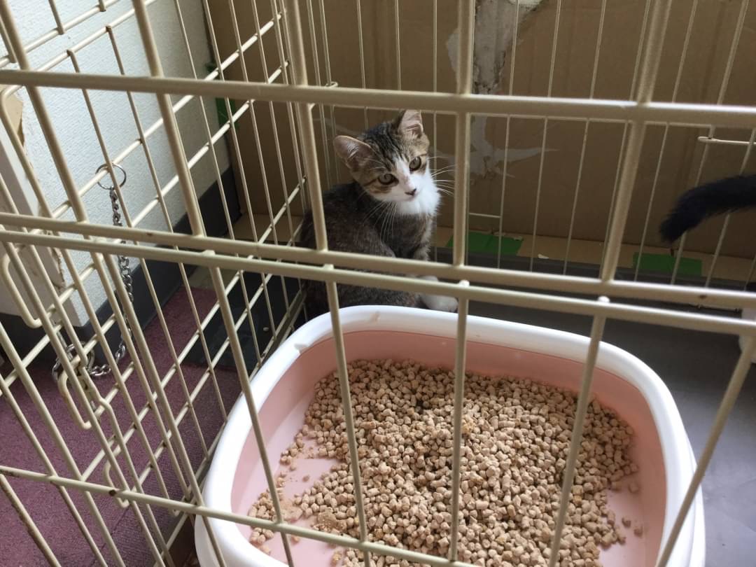 和風猫本舗お世話報告🐱