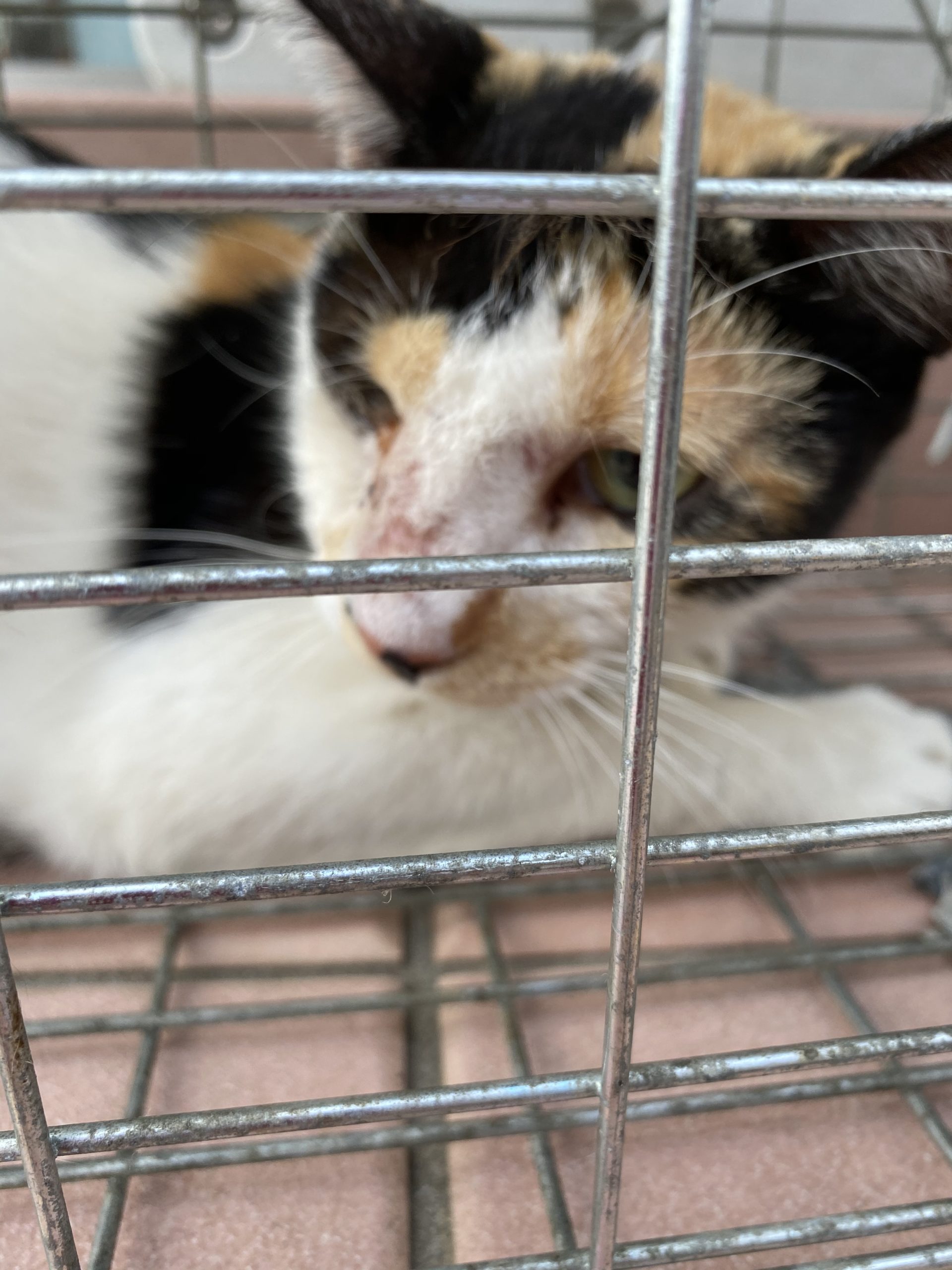 和風猫本舗お世話報告🐱