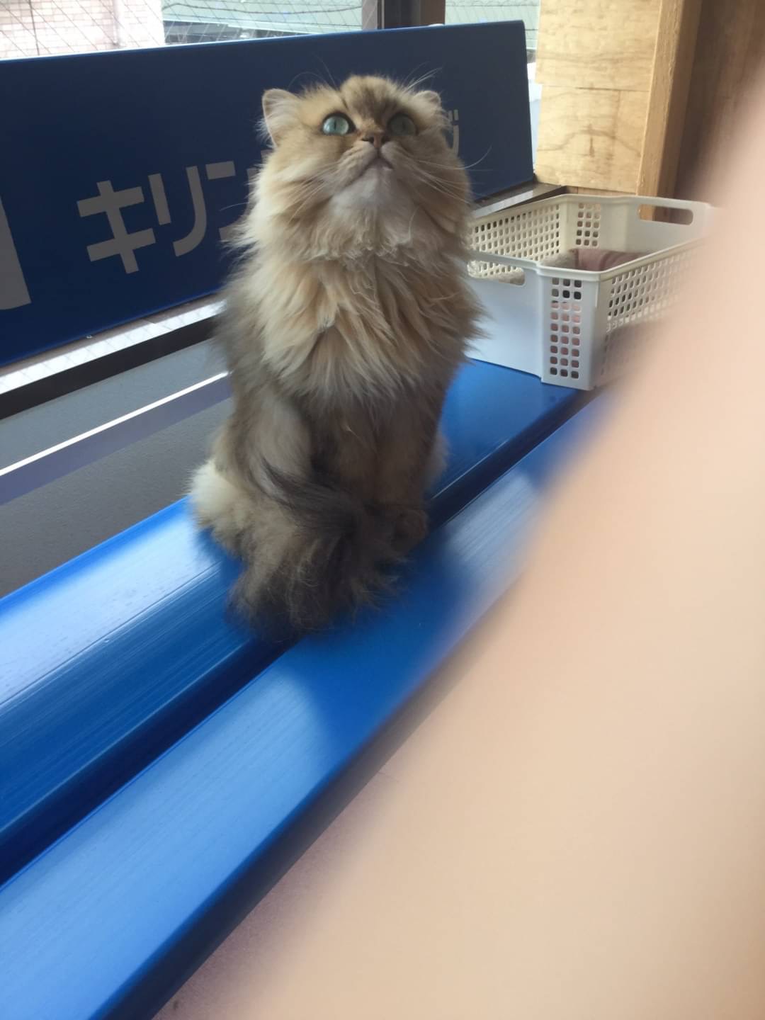 和風猫本舗報告🐱