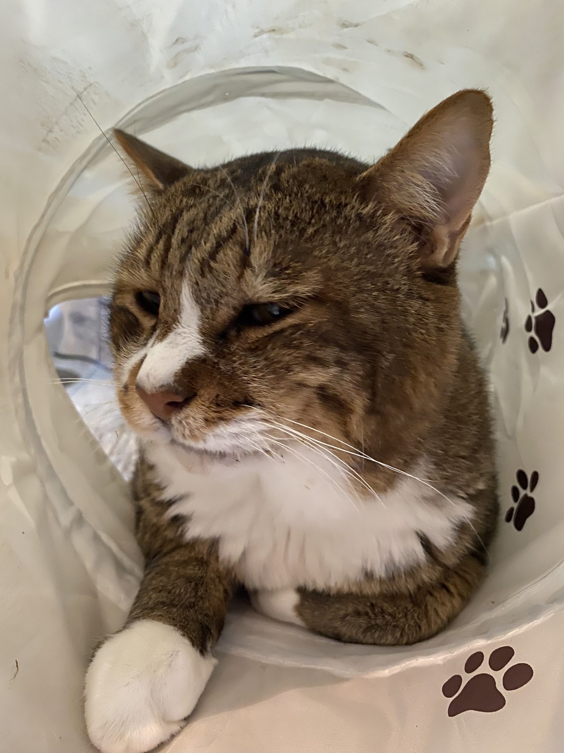 和風猫本舗お世話報告🐱