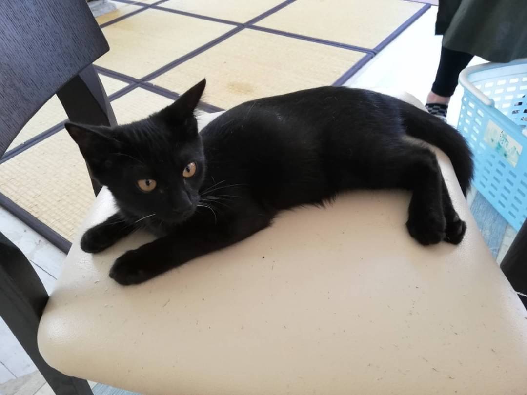 和風猫本舗お世話報告部隊🐱