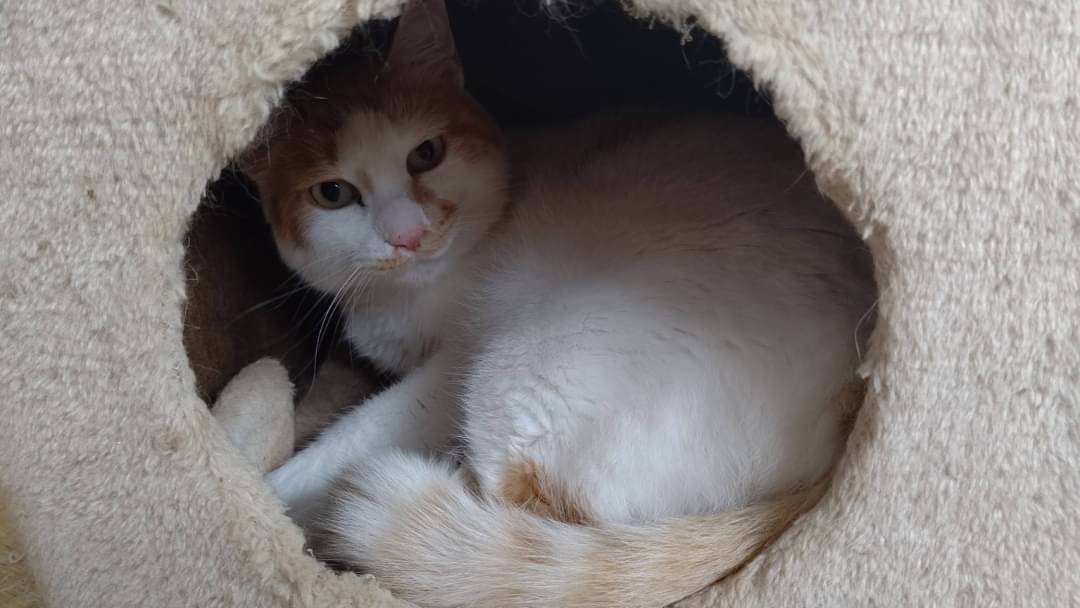 和風猫本舗お世話報告🐱