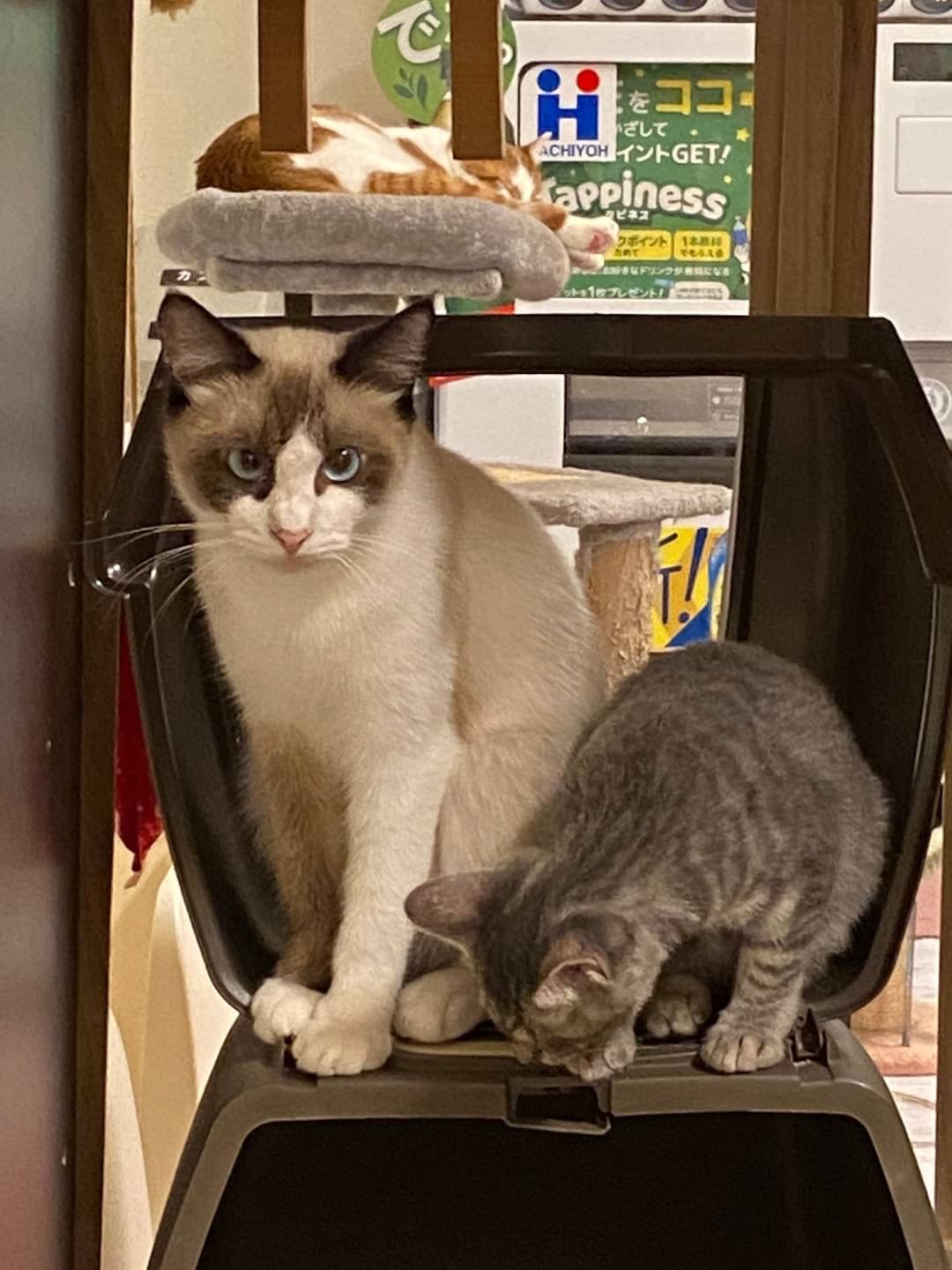 【画像】和風猫本舗お世話報告🐱