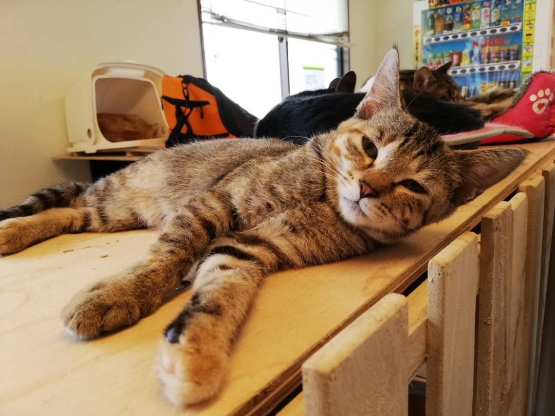 【里親募集中の子画像】和風猫本舗お世話報告🐱