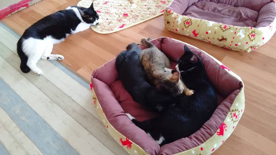 【仔猫画像有】和風猫本舗お世話報告🐱