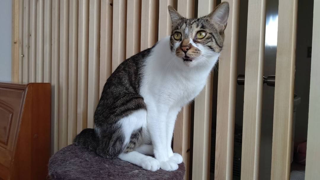 【動画付】和風猫本舗お世話報告🐱