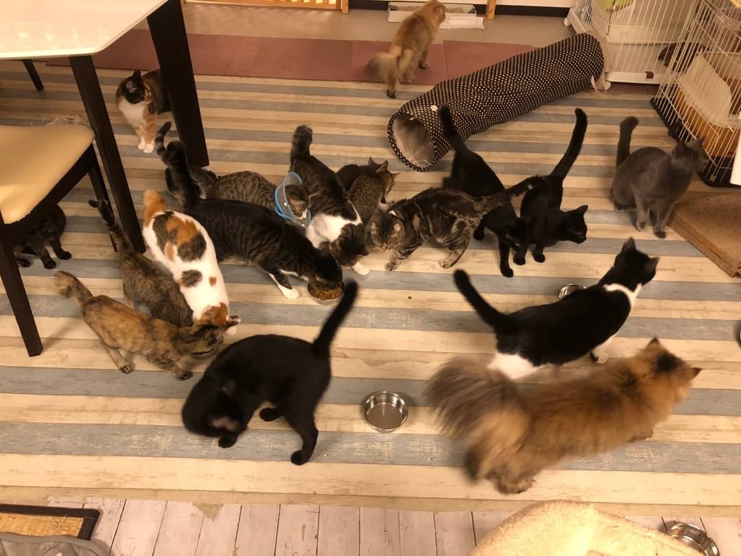【画像多】和風猫本舗お世話報告🐱