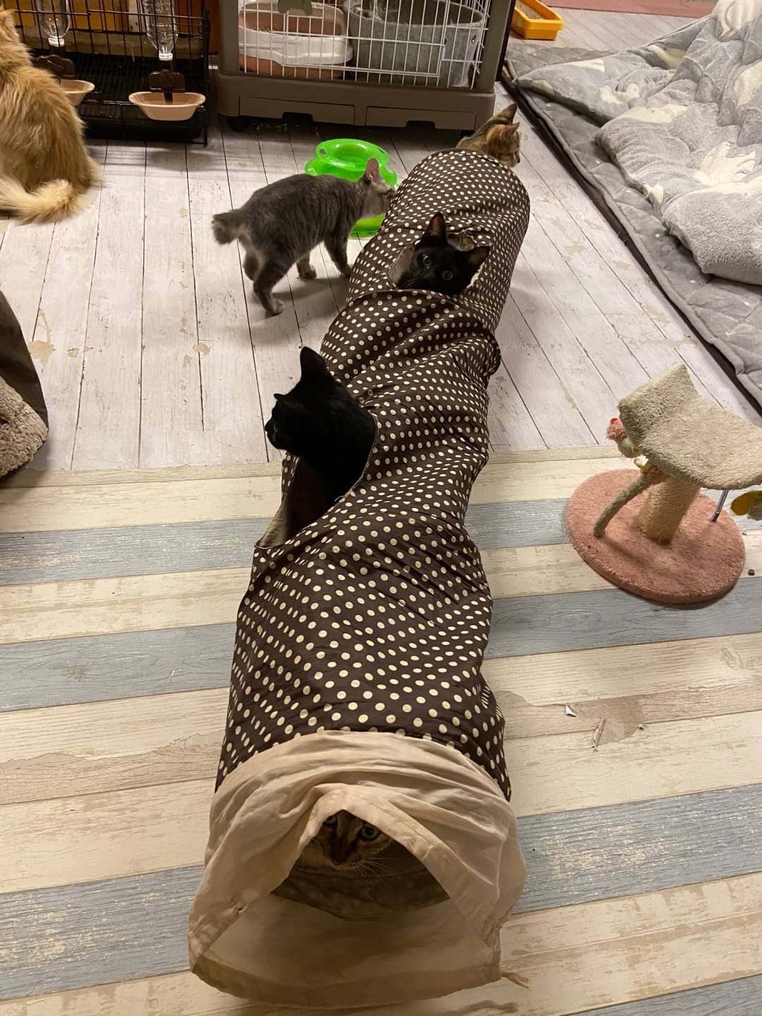 和風猫本舗お世話報告🐱