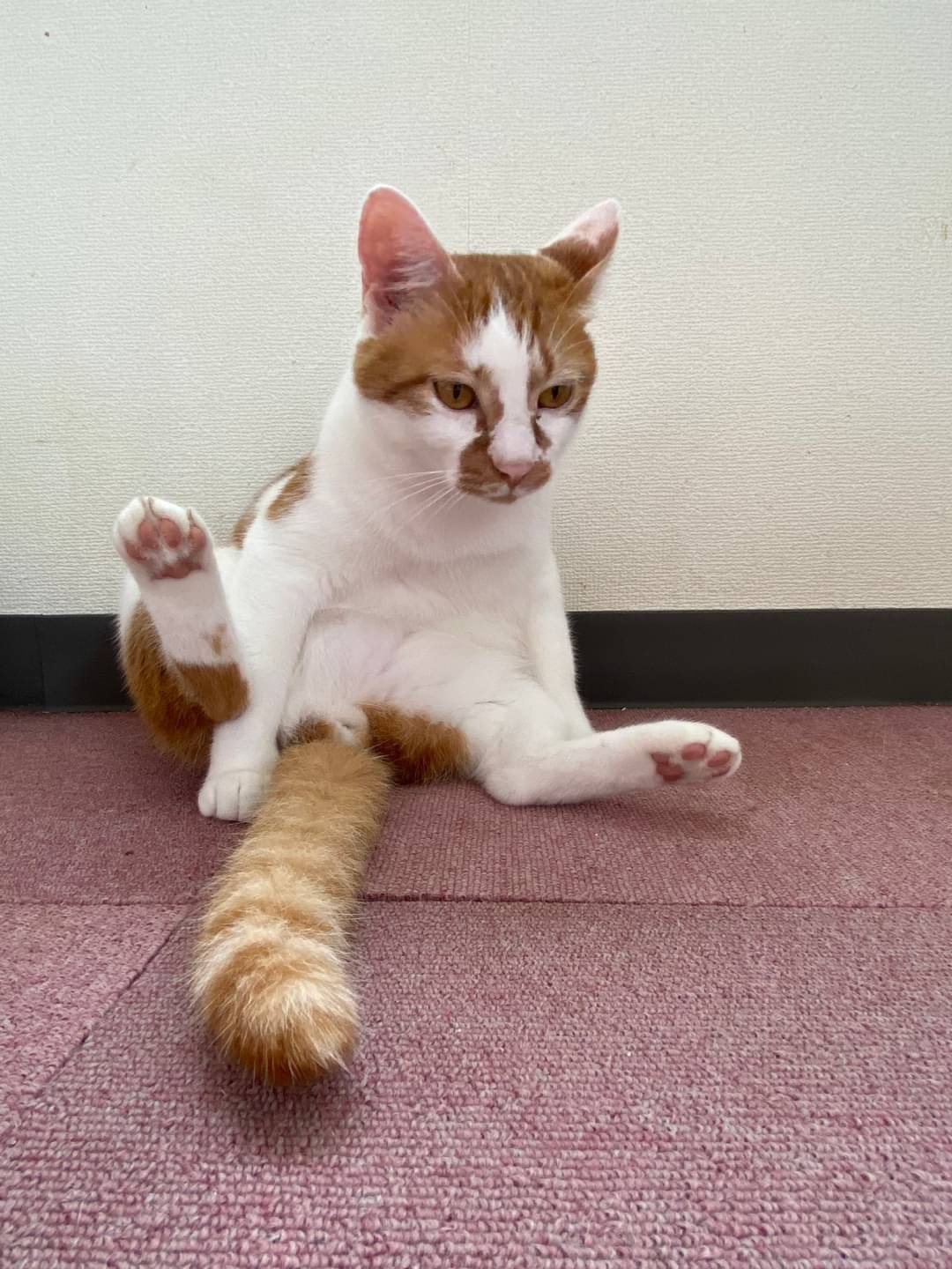 和風猫本舗お世話報告🐱