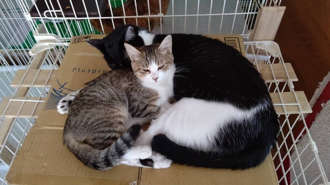 和風猫本舗お世話報告🐱