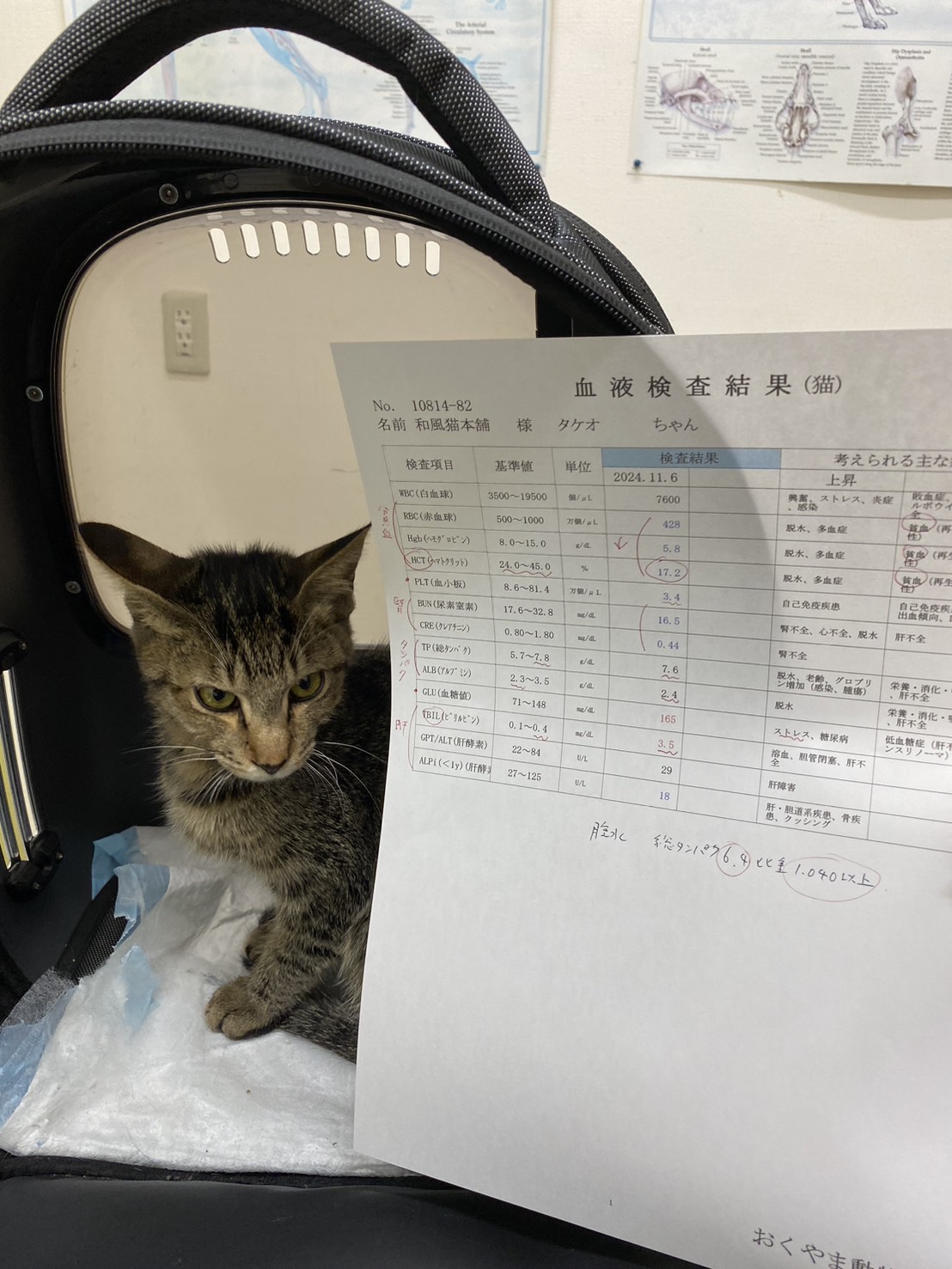 11月6日たけお君FIP治療1日目 - 保護猫かふぇ 和風猫本舗